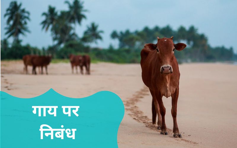 write an essay on cow in hindi